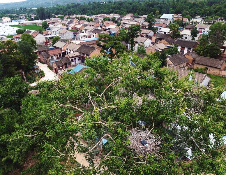不少野生珍稀鸟类纷纷在梨林川村的大杨树上筑巢繁衍.png